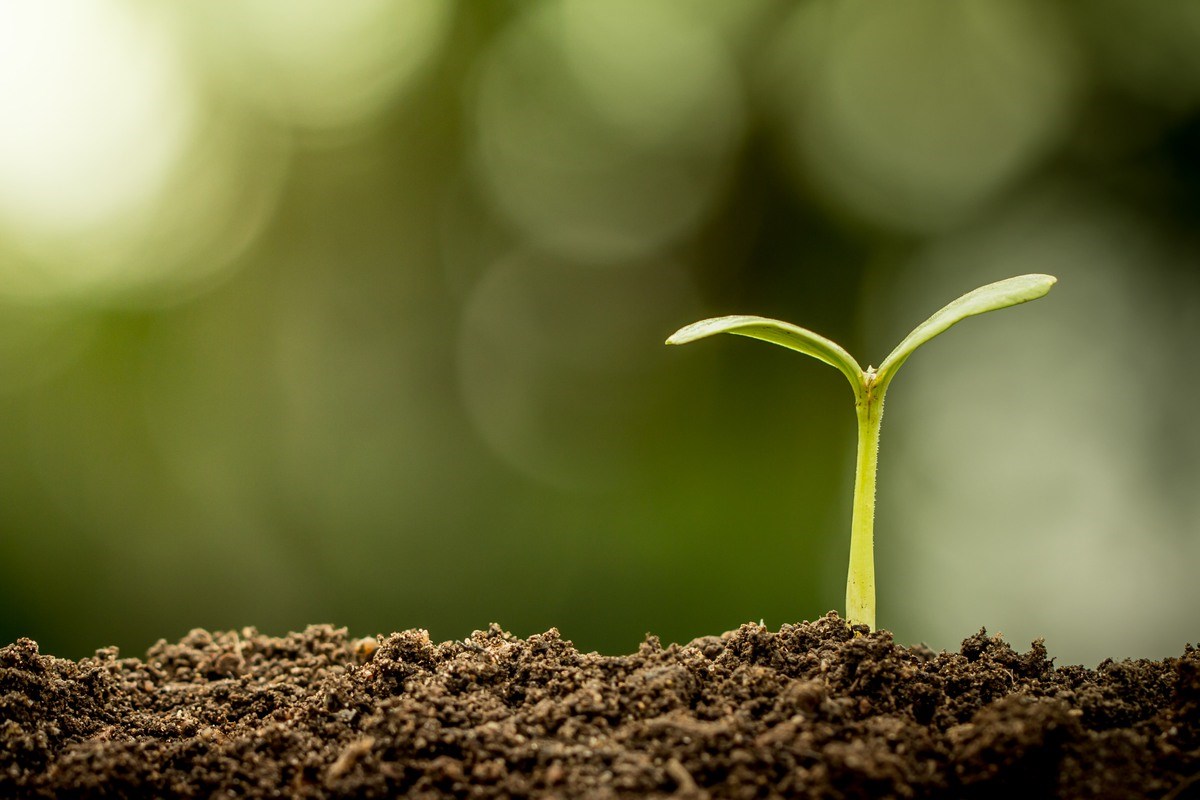 Young plant growing in soil on green bokeh background